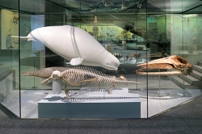 naturhistorisches museum der universitat zurich 8-2024 0978